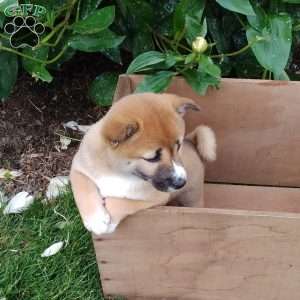Rita, Shiba Inu Puppy