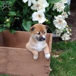 Rita, Shiba Inu Puppy