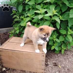 Raegen, Shiba Inu Puppy