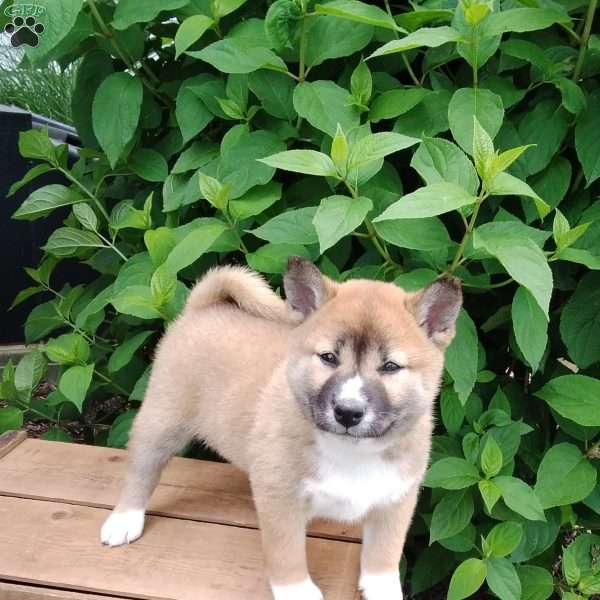 Raegen, Shiba Inu Puppy