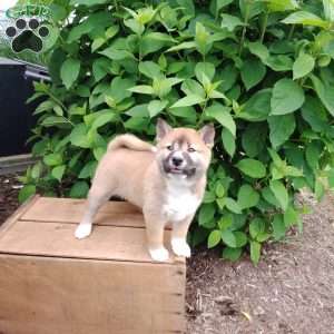 Raegen, Shiba Inu Puppy