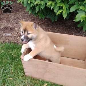 Raegen, Shiba Inu Puppy