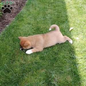 Raegen, Shiba Inu Puppy