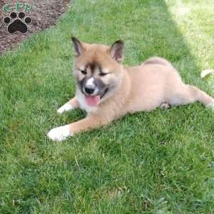 Raegen, Shiba Inu Puppy