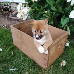Ria, Shiba Inu Puppy