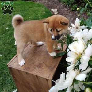 Ria, Shiba Inu Puppy
