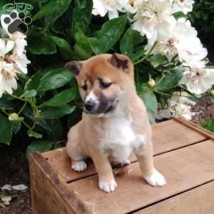 Rita, Shiba Inu Puppy