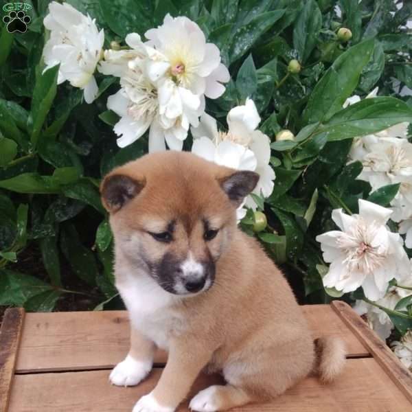 Ria, Shiba Inu Puppy