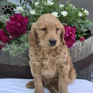Tate, Mini Goldendoodle Puppy