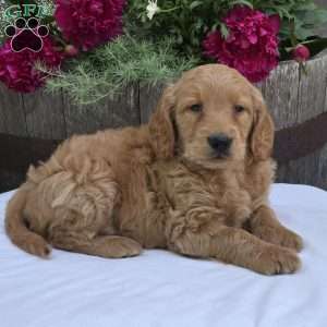 Tate, Mini Goldendoodle Puppy