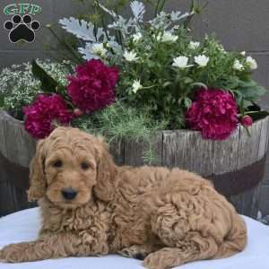 Teddy, Mini Goldendoodle Puppy
