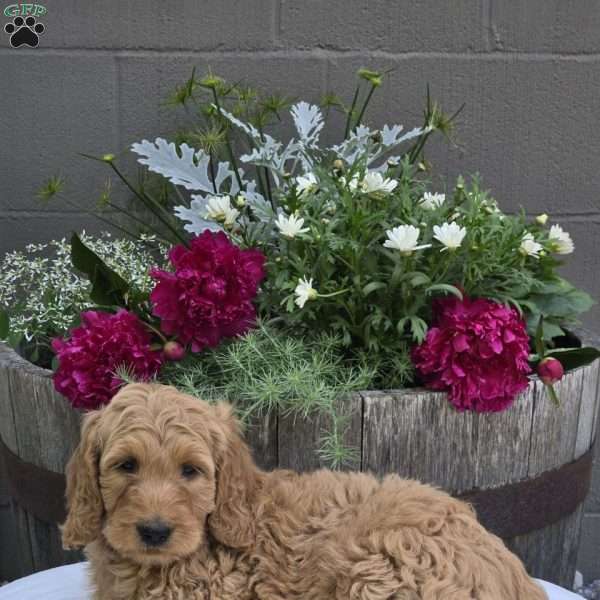 Teddy, Mini Goldendoodle Puppy