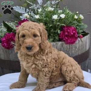 Teddy, Mini Goldendoodle Puppy