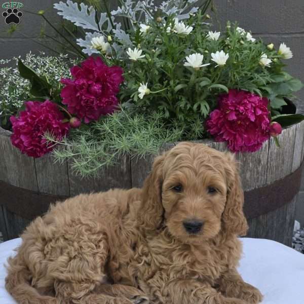 Teddy, Mini Goldendoodle Puppy