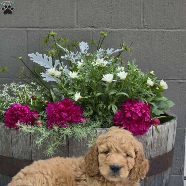 Turbo, Mini Goldendoodle Puppy