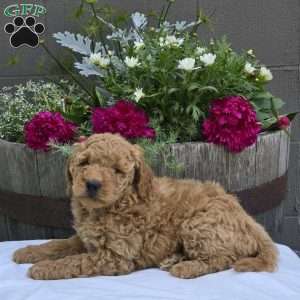 Theo, Mini Goldendoodle Puppy
