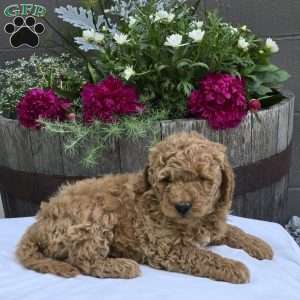 Theo, Mini Goldendoodle Puppy