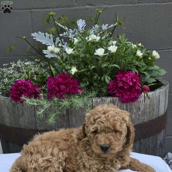 Theo, Mini Goldendoodle Puppy