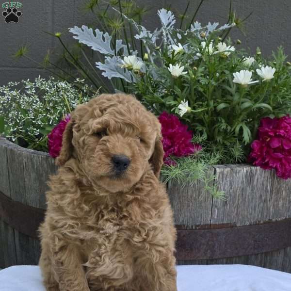 Theo, Mini Goldendoodle Puppy