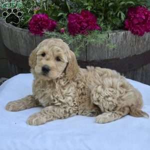 Trinity, Mini Goldendoodle Puppy