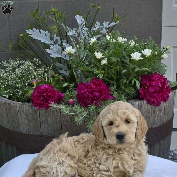 Trinity, Mini Goldendoodle Puppy