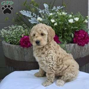 Trinity, Mini Goldendoodle Puppy