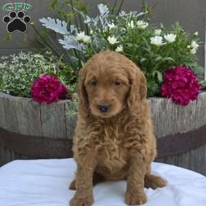 Tatum, Mini Goldendoodle Puppy