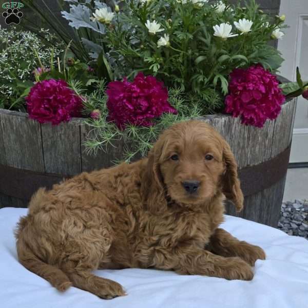 Tatum, Mini Goldendoodle Puppy