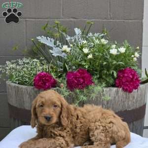 Tatum, Mini Goldendoodle Puppy