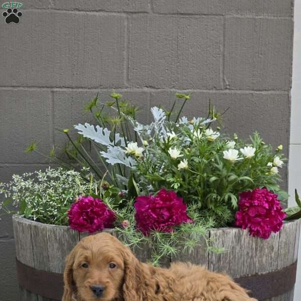 Tatum, Mini Goldendoodle Puppy