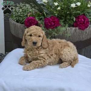 Talia, Mini Goldendoodle Puppy