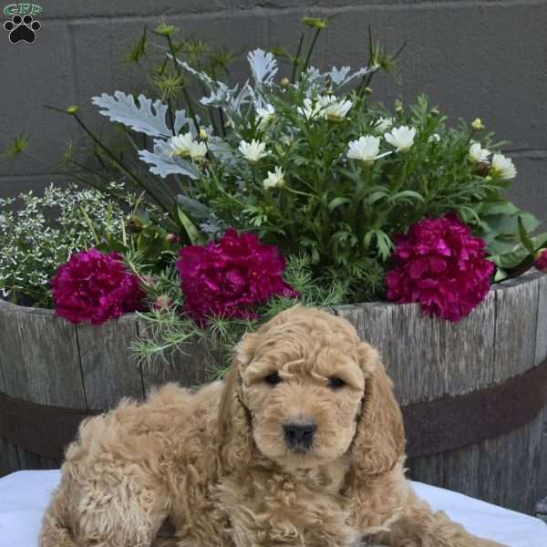 Talia, Mini Goldendoodle Puppy