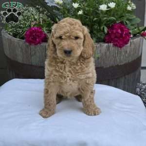 Talia, Mini Goldendoodle Puppy