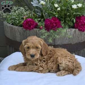 Taylor, Mini Goldendoodle Puppy