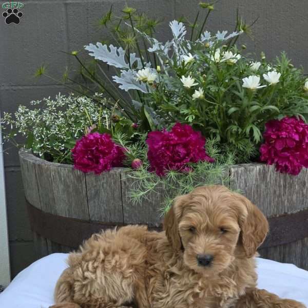 Taylor, Mini Goldendoodle Puppy