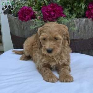 Taylor, Mini Goldendoodle Puppy