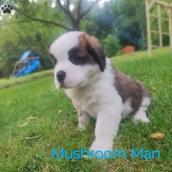 Mushroom Man, Saint Bernard Puppy