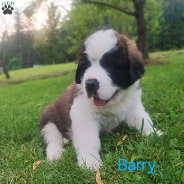 Barry, Saint Bernard Puppy