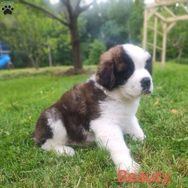 Beauty, Saint Bernard Puppy
