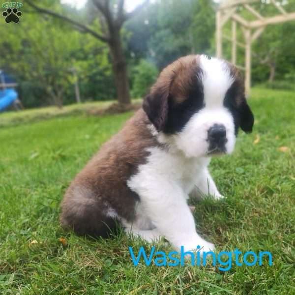 Washington, Saint Bernard Puppy