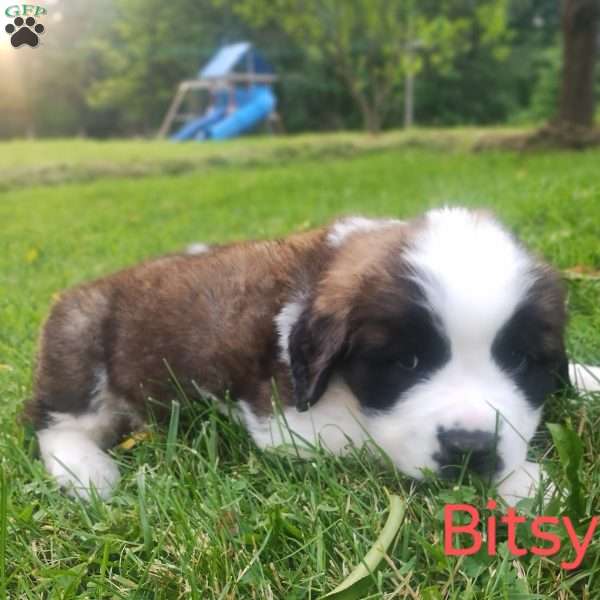 Bitsy, Saint Bernard Puppy