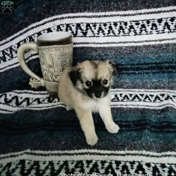Fritz, Chihuahua Puppy