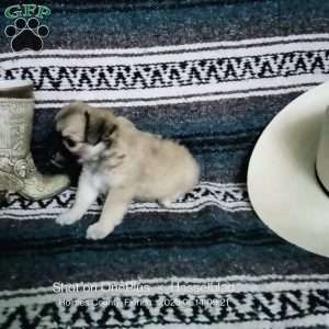 Fritz, Chihuahua Puppy