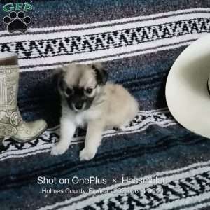 Fritz, Chihuahua Puppy