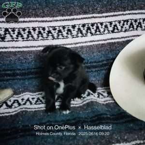 Junior, Chihuahua Puppy