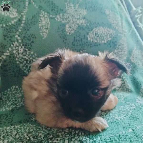 Fluff, Chihuahua Puppy