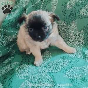 Fluff, Chihuahua Puppy
