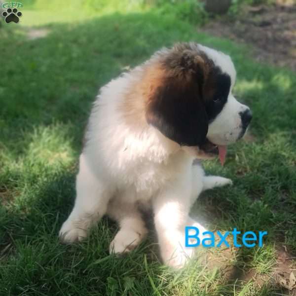 Baxter, Saint Bernard Puppy
