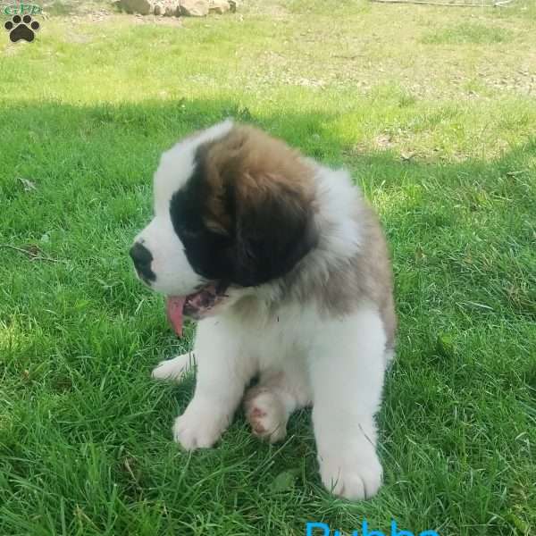 Bubba, Saint Bernard Puppy
