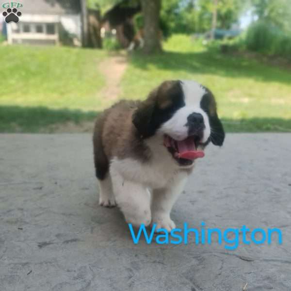 Washington, Saint Bernard Puppy
